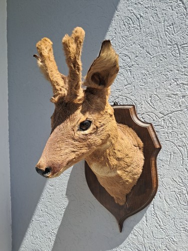 Taxidermie chevreuil en - de,