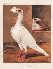 Pigeon Taube Pigeons Tauben