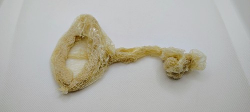 Albino python snake - albino,