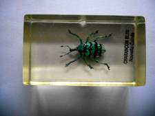 INSECTE INCLUSION, RESINE