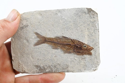 Poisson fossile dapalis - fossile,