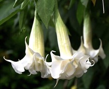 Brugmansia arborea - Trompette