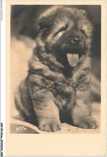 AKVP9-0674-CHIEN - CHIOT EURASIER