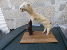 Taxidermie Hermine Fouine  naturalisée Cabinet  Curiosités Collection