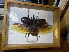 Insecte Naturalisé Sous Verre 23 Cm D’envergure - Megasoma Actaeon Guyane