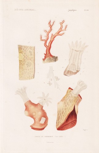 Isis nobilis corail - nobilis, coraux