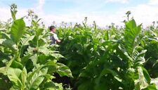 Tabac Blond De Virginie | 25