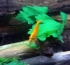 Lot de 15 crevettes Davidi orange sakura