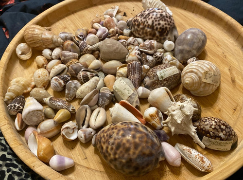 Lot 109 coquillages monde - ,