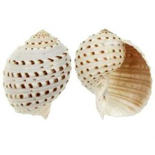 Coquillage tonna dolium - Taille 7 à 9 cm