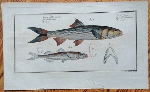 Bloch copperplate fish - bloch,