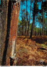 40 - Landes - Foret Landaise -