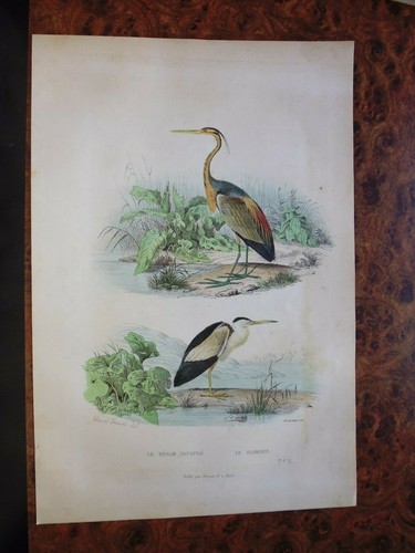 Gravure animaux