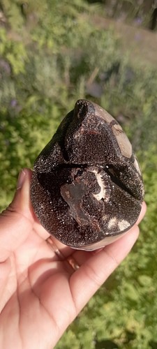 255g oeuf septaria - ,