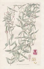 Ceropegia Wightii Fleur Botanique Gravure Cuivre Curtis 3267