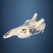 471SKU Crane de cerf, bois de