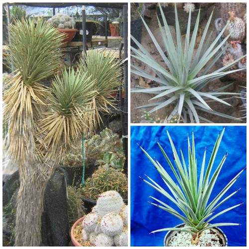 Graines yucca brevifolia - graines,