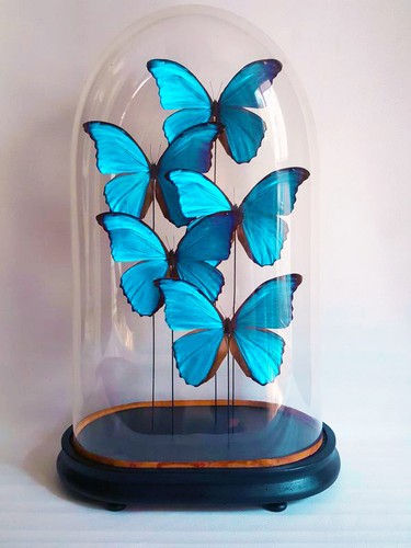 Globe mariée papillons - globe,