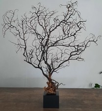 curiosité , taxidermie : superbe gorgone noire d’Indonésie Sur Socle