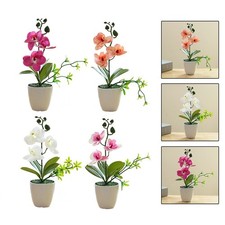 Superbe plante en pot fleur