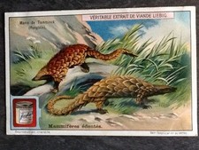 CHROMO COMPAGNIE LIEBIG