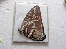 Entomologie Morphinae Morpho