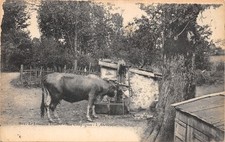 87-SCENE DU LIMOUSIN-VACHE A L ABREUVOIR-N�515-D/0393