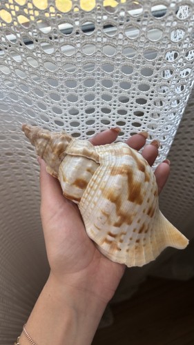 Coquillage - ,