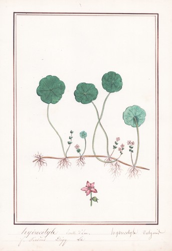 Hydrocotyle vulgaris - hydrocotyle,