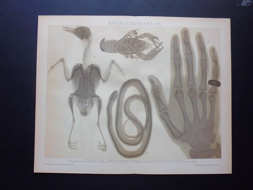 Gravure ancienne 3 animaux - gravure,