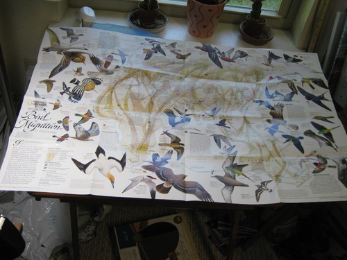 Bird migration map eastern - map, eastern+