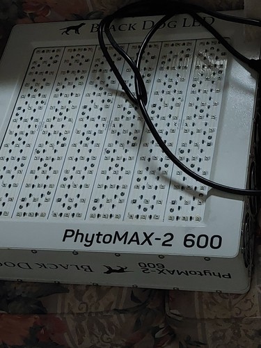 Black dog led phytomax - dog, phytomax-2