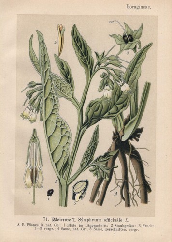 Consoude symphytum - consoude, (symphytum