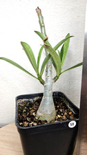 Adenium swazicum ➡️---