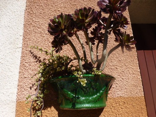 Beaux tronçons plante - beaux,