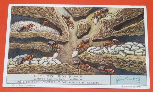 Chromo 1932 liebig serie 1263 - chromo,