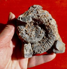 AMMONITE JURASSIQUE DE L'INTÉRIEUR D'UNE SEPTARIA