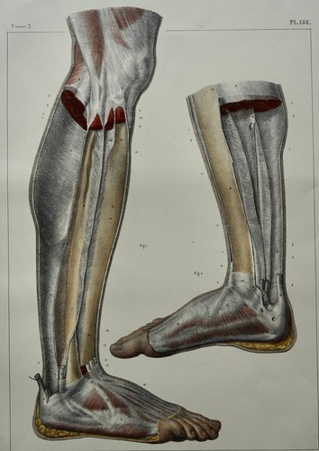Bourgery jacob anatomie - bourgery, 1844
