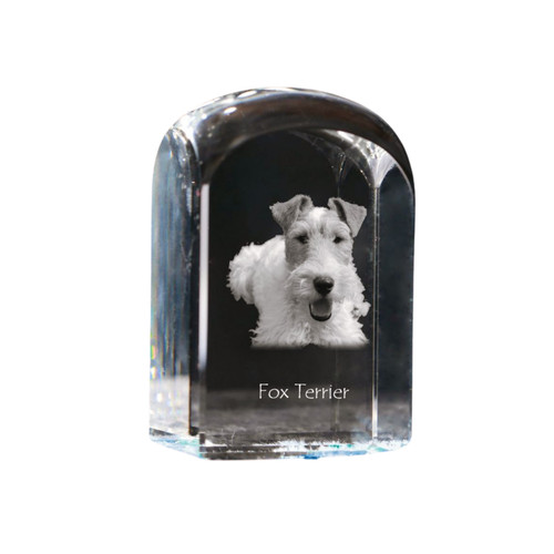 Fox terrier drahthaar - terrier,