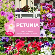 Pétunias Graines Env. 250