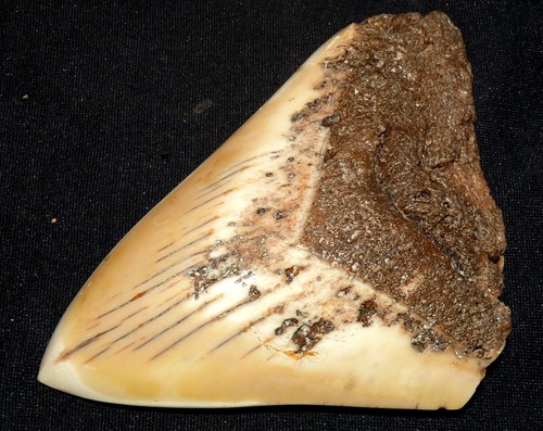 Dent requin mégalodon - dent,