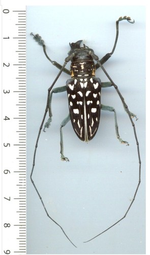 Cerambycidae stellognatha - -,