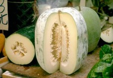 8 graines COURGE CIREUSE(Benincasa Hispida)PASTEQUE DE CHINE H861 WAX GOURD SEED