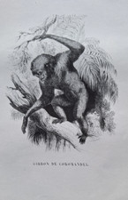 Gravures 19° an 1842 animaux genre Buffon: Singe Gibbon de Coromandel