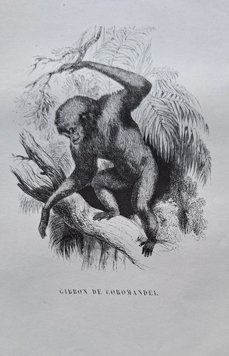 Gravures 1842 animaux - gravures,