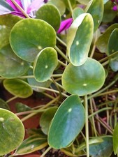 Peperomia Bouture