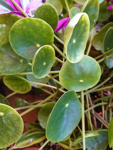 Peperomia bouture - peperomia,