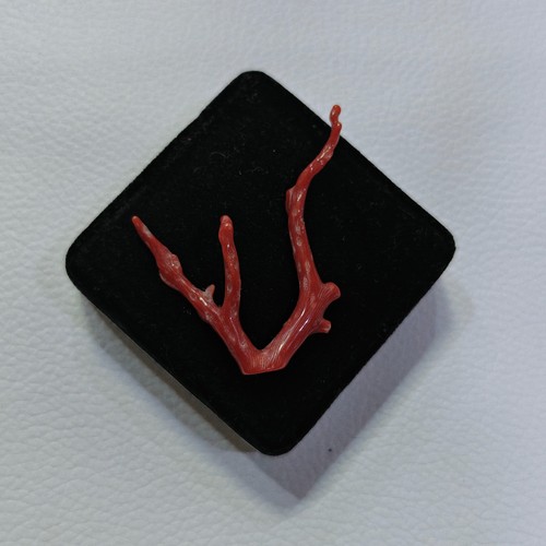 Corail rouge naturel - , branche
