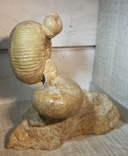 Ensemble deux ammonites et - deux,