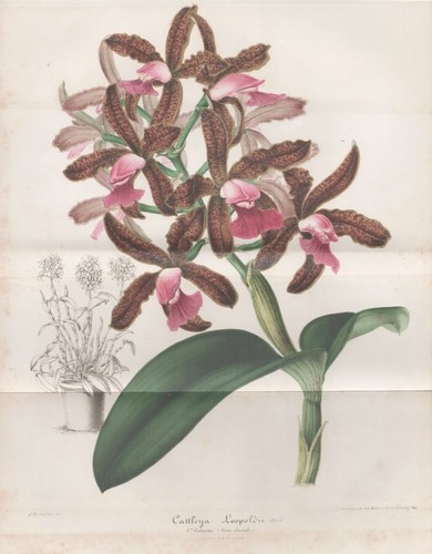 Orchidée cattleya leopoldii - orchidée,